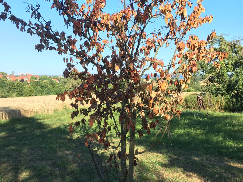 Ein junger Baum mit vielen vertrockneten Blättern steht auf einer grünen Wiese unter klarem blauem Himmel.