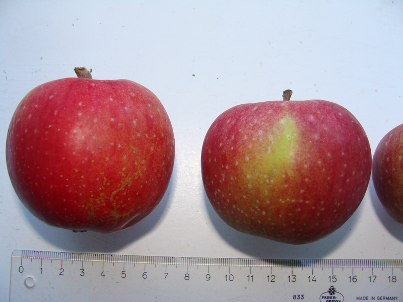Roter Eisenapfel