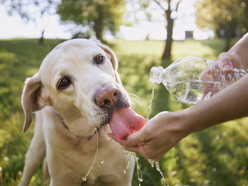 Ein Hund trinkt Wasser aus einer Plastikwasserflasche, die von einer Person im Freien gehalten wird.