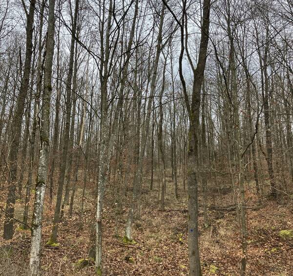 Ein dichter Wald mit kahlen Bäumen, deren Boden mit herabgefallenen Blättern bedeckt ist.