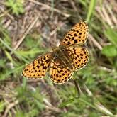 Ein orange-schwarz gemusterter Schmetterling sitzt mit ausgebreiteten Flügeln auf einer grünen Pflanze.