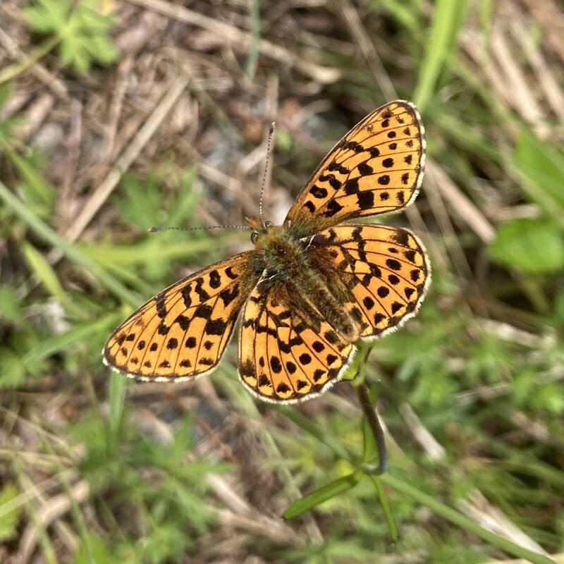 Ein orange-schwarz gemusterter Schmetterling sitzt mit ausgebreiteten Flügeln auf einer grünen Pflanze.