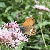 Ein orange-brauner Schmetterling sitzt auf einer hellrosa Blüte, umgeben von grünem Laub.