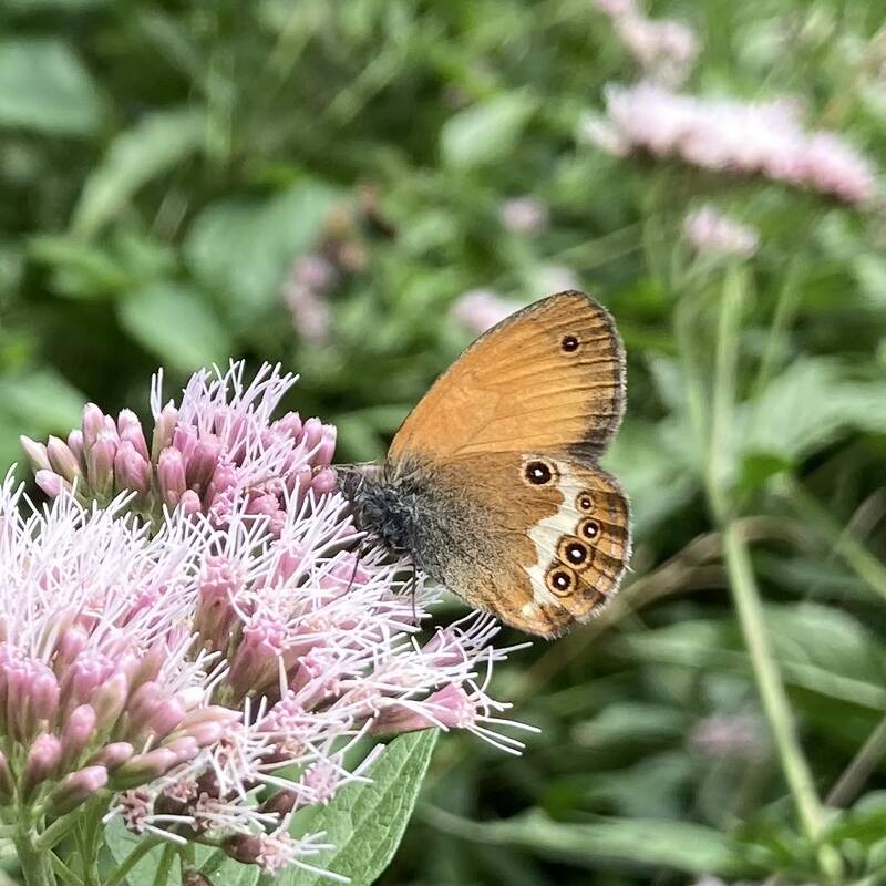 Ein orange-brauner Schmetterling sitzt auf einer hellrosa Blüte, umgeben von grünem Laub.