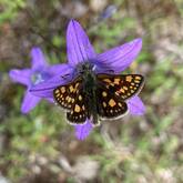 Ein Schmetterling mit orange-braun gemusterten Flügeln sitzt auf einer lilafarbenen Blume.