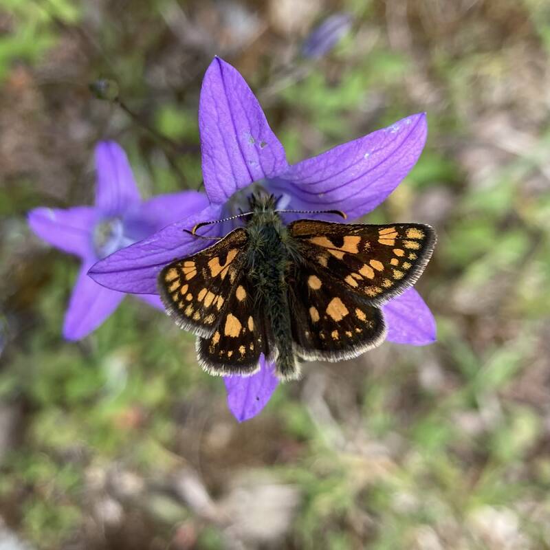 Ein Schmetterling mit orange-braun gemusterten Flügeln sitzt auf einer lilafarbenen Blume.
