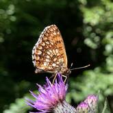 Ein orange-brauner Schmetterling sitzt auf einer lila Blume, umgeben von unscharfem grünem Hintergrund.