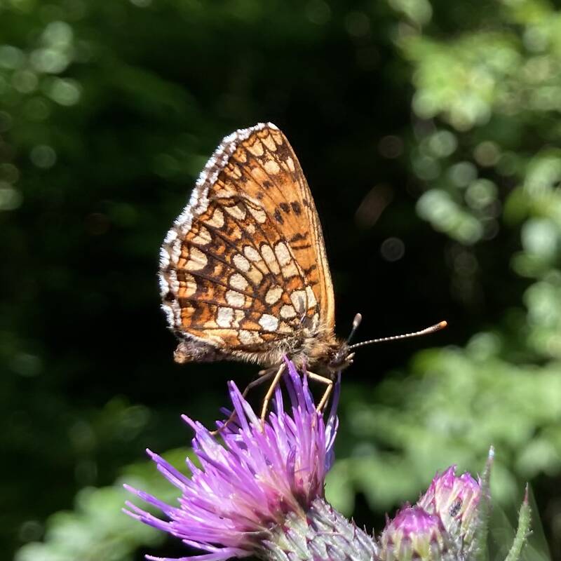 Ein orange-brauner Schmetterling sitzt auf einer lila Blume, umgeben von unscharfem grünem Hintergrund.