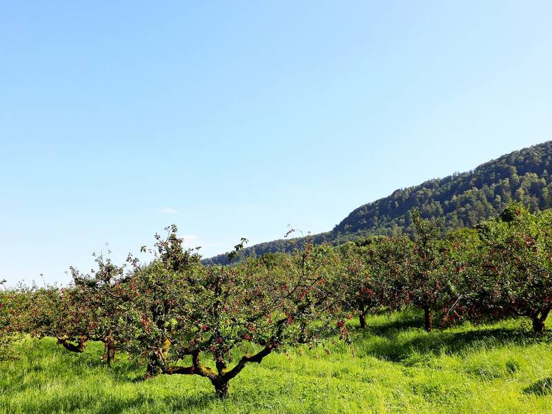 Eine Streuobstwiese mit reif tragenden Bäumen steht vor einem bewaldeten Hügel unter klarem blauem Himmel.
