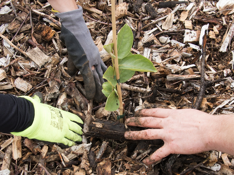 Zwei Personen pflanzen gemeinsam einen kleinen Setzling in den mit Rindenmulch bedeckten Boden, wobei sie Arbeitshandschuhe tragen.