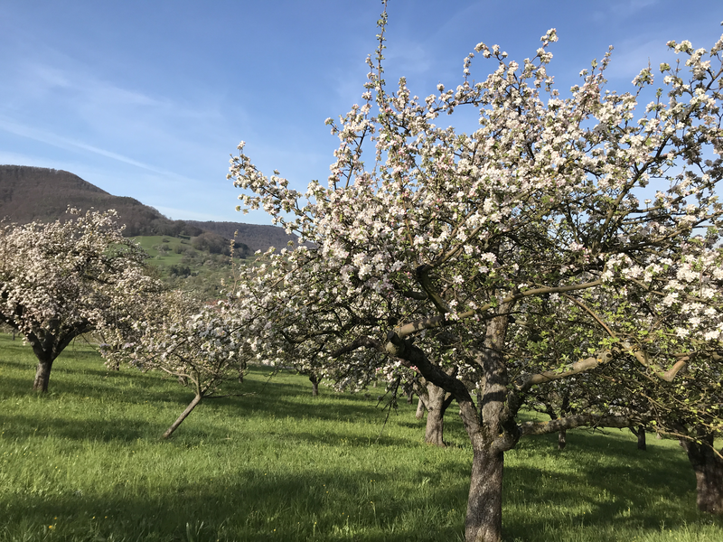 Eine Obstwiese mit blühenden Bäumen steht in einer grünen Landschaft unter blauem Himmel.