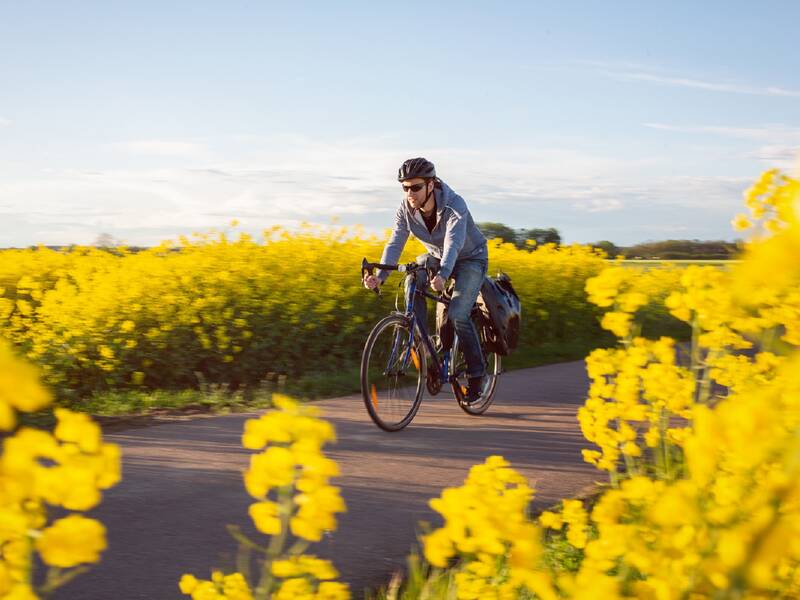 Ein Mann fährt mit einem Fahrrad auf einem Weg durch ein blühendes gelbes Rapsfeld.