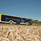 Ein schwarz-weißer Bus fährt auf einer Straße an einem Kornfeld vorbei.