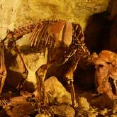 Ein großes Tierskelett mit beeindruckenden Zähnen steht in einer Höhle ausgestellt.