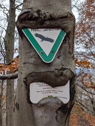 Ein Baum hat ein Naturschutzschild fast vollständig umwachsen, auf dem ein Vogel abgebildet ist.