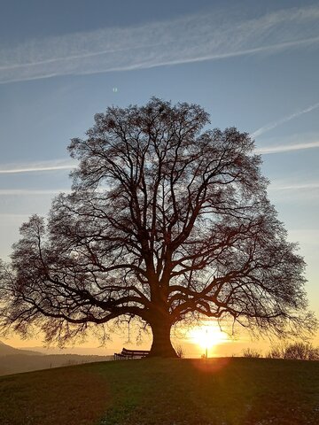 Ein großer, kahler Baum steht vor einem orangefarbenen Sonnenuntergang am Horizont.