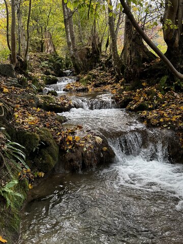 Ein kleiner, plätschernder Bach fließt durch einen herbstlichen Wald, umgeben von Bäumen und bedeckt mit Laub.
