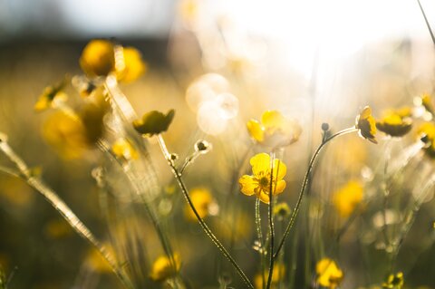 Nahaufnahme von gelben Blumen im Sonnenschein, die in einem unscharfen Hintergrund leuchten.