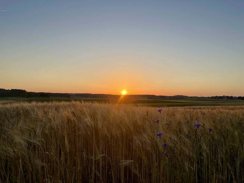 Ein Sonnenuntergang strahlt über einem weiten Getreidefeld, das mit vereinzelt blühenden Kornblumen durchsetzt ist.
